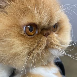 Meet your Posher, Tiny